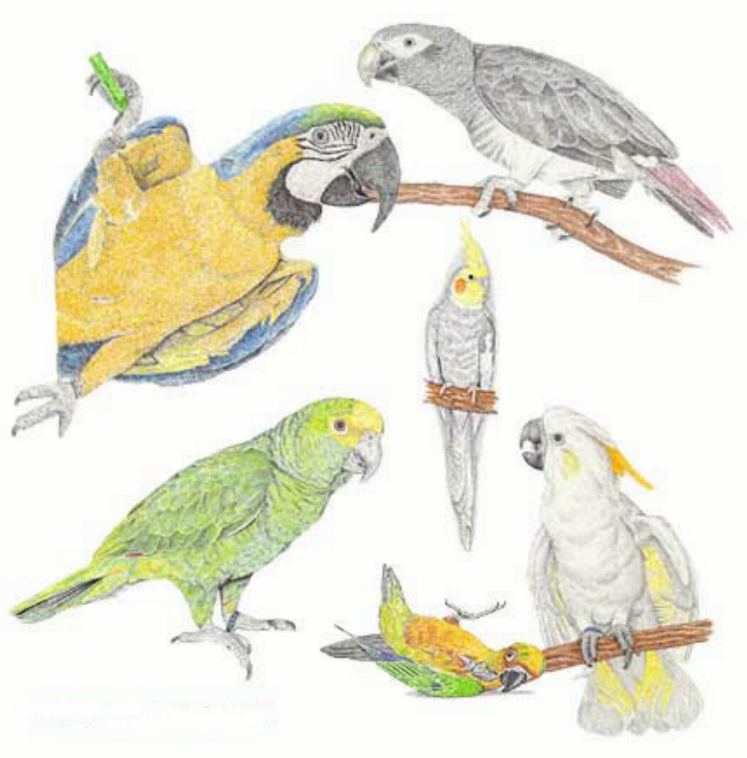 birds