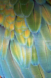 green feathers