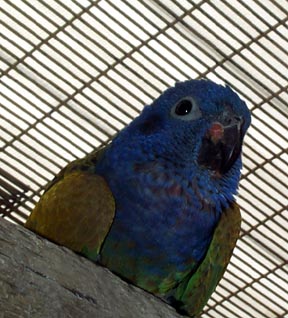 blue headed pionus