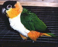 caique