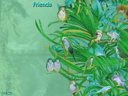 quakers in tree