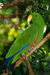 eclectus