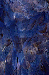 blue feathers