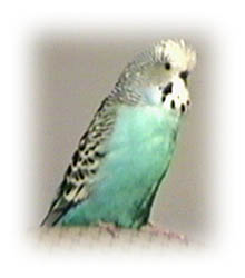 budgie