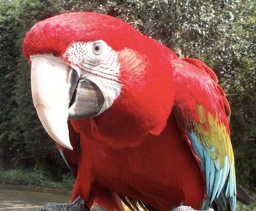 green winged macaw