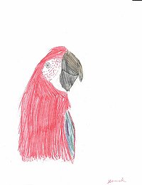 greenwinged.