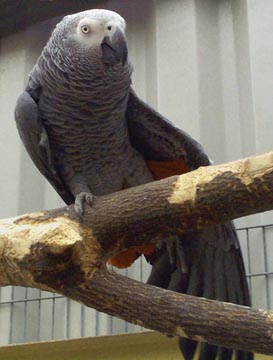 african grey