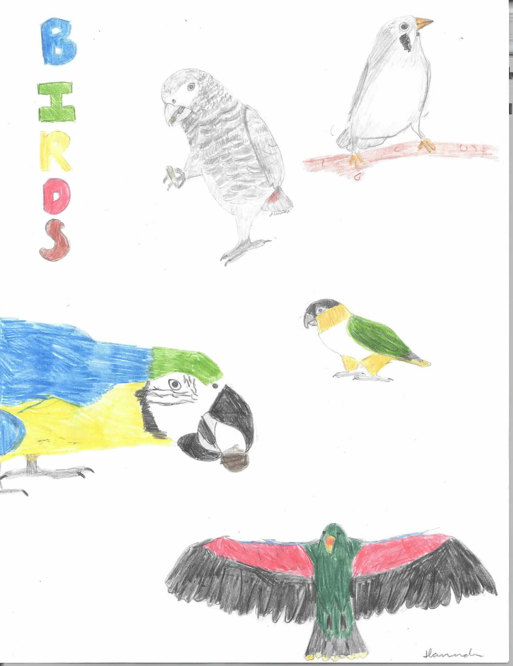 birds