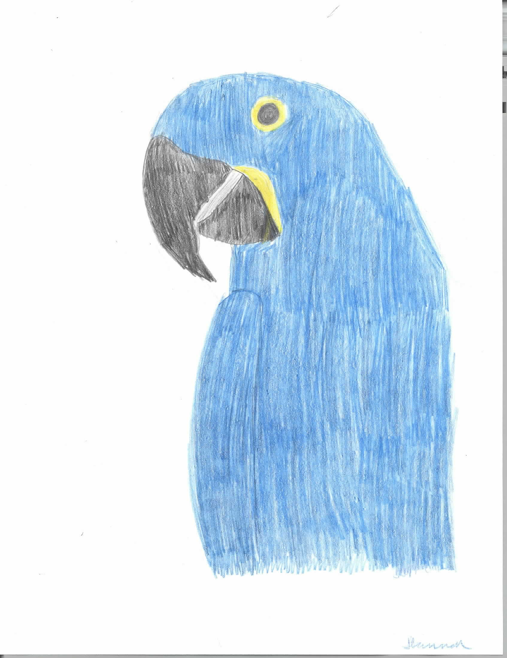 macaw