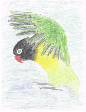 lovebird
