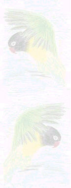lovebird background