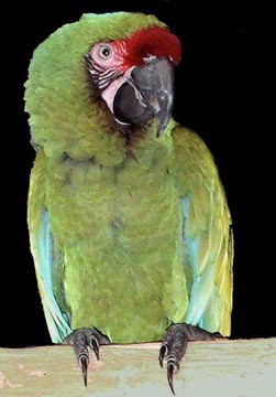 military macaw