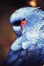 palm cockatoo