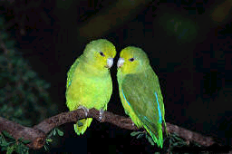 parrolets