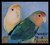 lovebirds