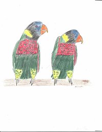 rainlorikeets.jpg