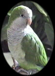 quaker