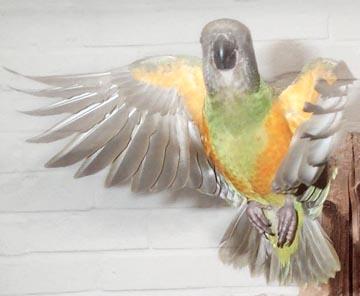 senegal