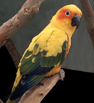 sunconure