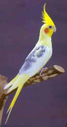 cockatiel