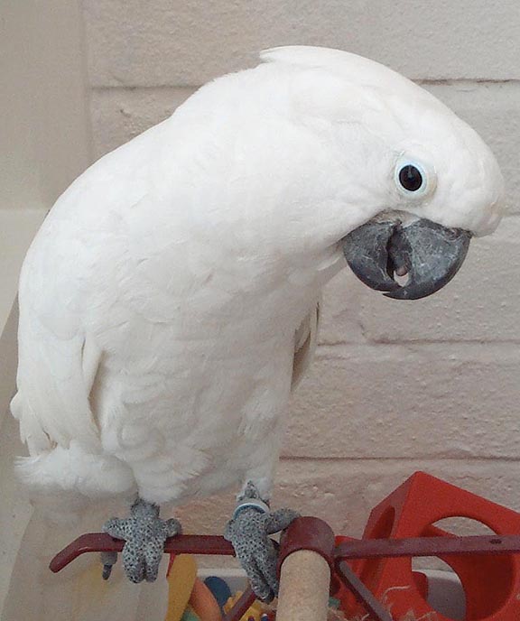 umbrella cockatoo