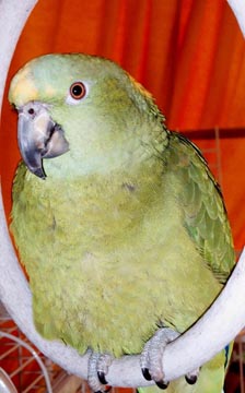 yellow naped amazon